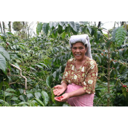 Кофе из Индонезии - обзор основных сортов